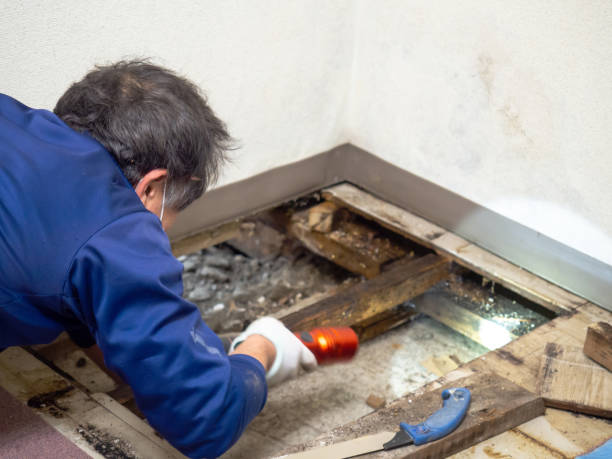 Best Professional Mold Removal  in Greenville, KY