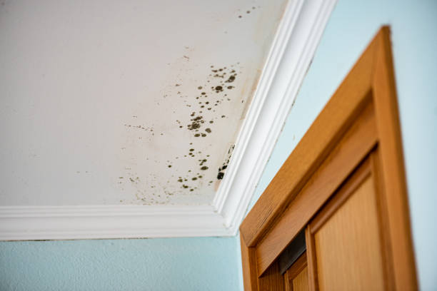 Best Black Mold Removal  in Greenville, KY