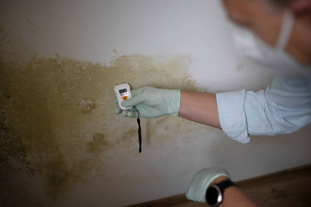 Best Certified Mold Removal  in Greenville, KY