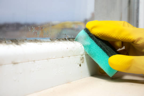 Best Mold Removal Process  in Greenville, KY