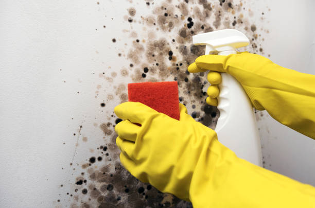 Best Best Mold Removal Companies  in Greenville, KY
