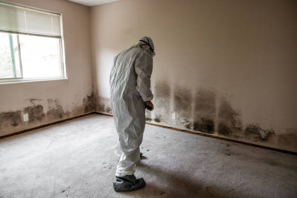 Best Commercial Mold Removal  in Greenville, KY