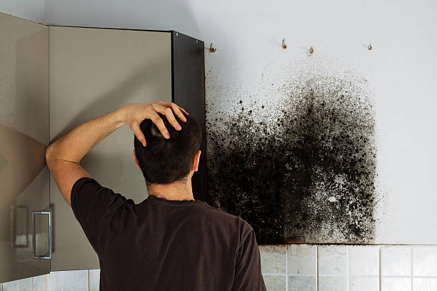 Best Emergency Mold Removal  in Greenville, KY