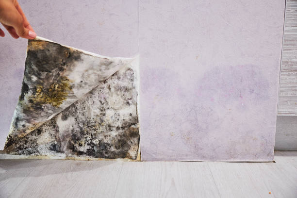 Reliable Greenville, KY Mold Removal Solutions